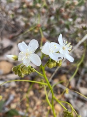 Drosera pallida