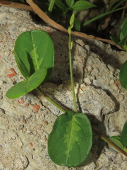 Alysicarpus ovalifolius