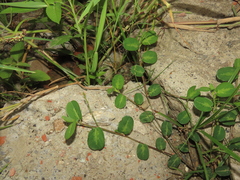 Alysicarpus ovalifolius
