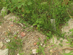 Alysicarpus ovalifolius