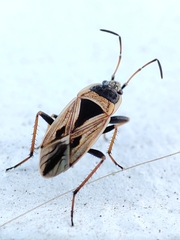 Xanthochilus quadratus