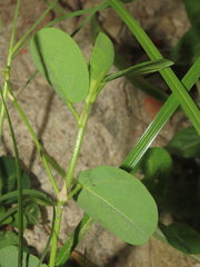 Alysicarpus ovalifolius