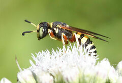 Philanthus ventilabris