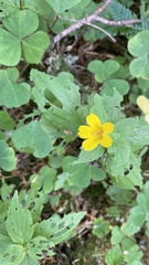 Erythranthe dentata