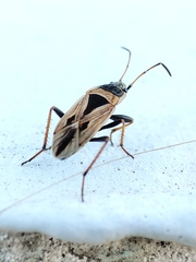 Xanthochilus quadratus