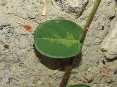 Alysicarpus ovalifolius