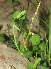 Alysicarpus ovalifolius