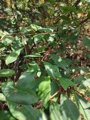 Erythroxylum sinense