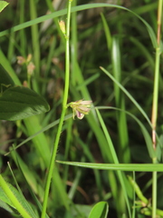 Alysicarpus ovalifolius