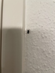 Trachyzelotes pedestris