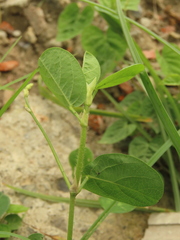 Alysicarpus ovalifolius