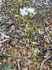 Drosera pallida