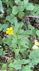 Erythranthe dentata