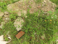 Alysicarpus ovalifolius