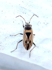 Xanthochilus quadratus