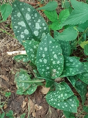 Pulmonaria hirta