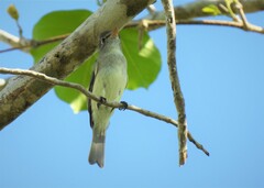 Empidonax minimus