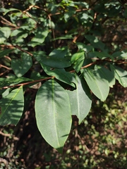 Erythroxylum sinense