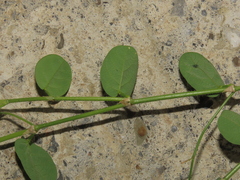 Alysicarpus ovalifolius