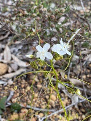 Drosera pallida