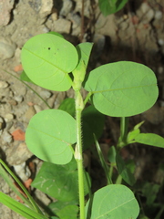 Alysicarpus ovalifolius