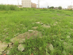 Alysicarpus ovalifolius