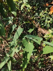 Dioscorea japonica