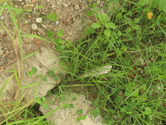 Alysicarpus ovalifolius