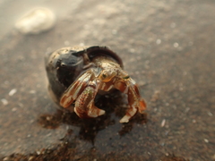 Pagurus acadianus
