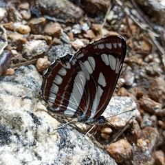 Neptis mahendra
