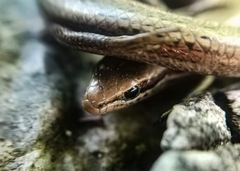 Ablepharus kitaibelii