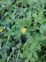 Erythranthe moschata