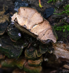 Trametes