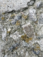 Xanthocarpia feracissima
