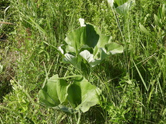 Petasites spurius