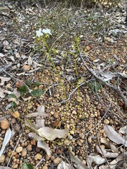 Drosera pallida
