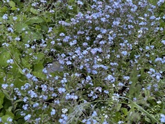 Myosotis sylvatica