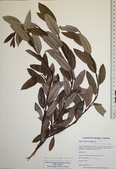 Salix pellita