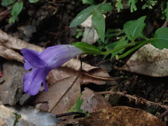 Torenia concolor