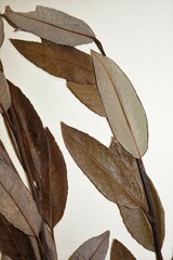 Salix pellita