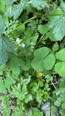 Oxalis trilliifolia