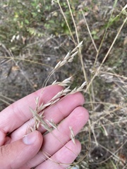 Bromus japonicus