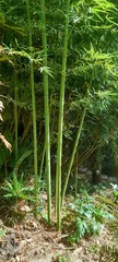 Phyllostachys