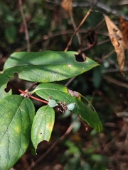Lonicera japonica