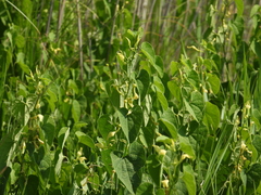 Aristolochia clematitis