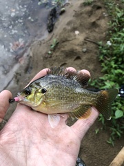 Lepomis macrochirus × cyanellus