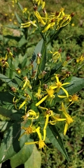 Senecio ovatus