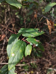 Lonicera japonica