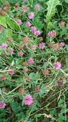 Trifolium pratense