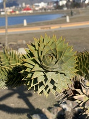 Araucaria araucana